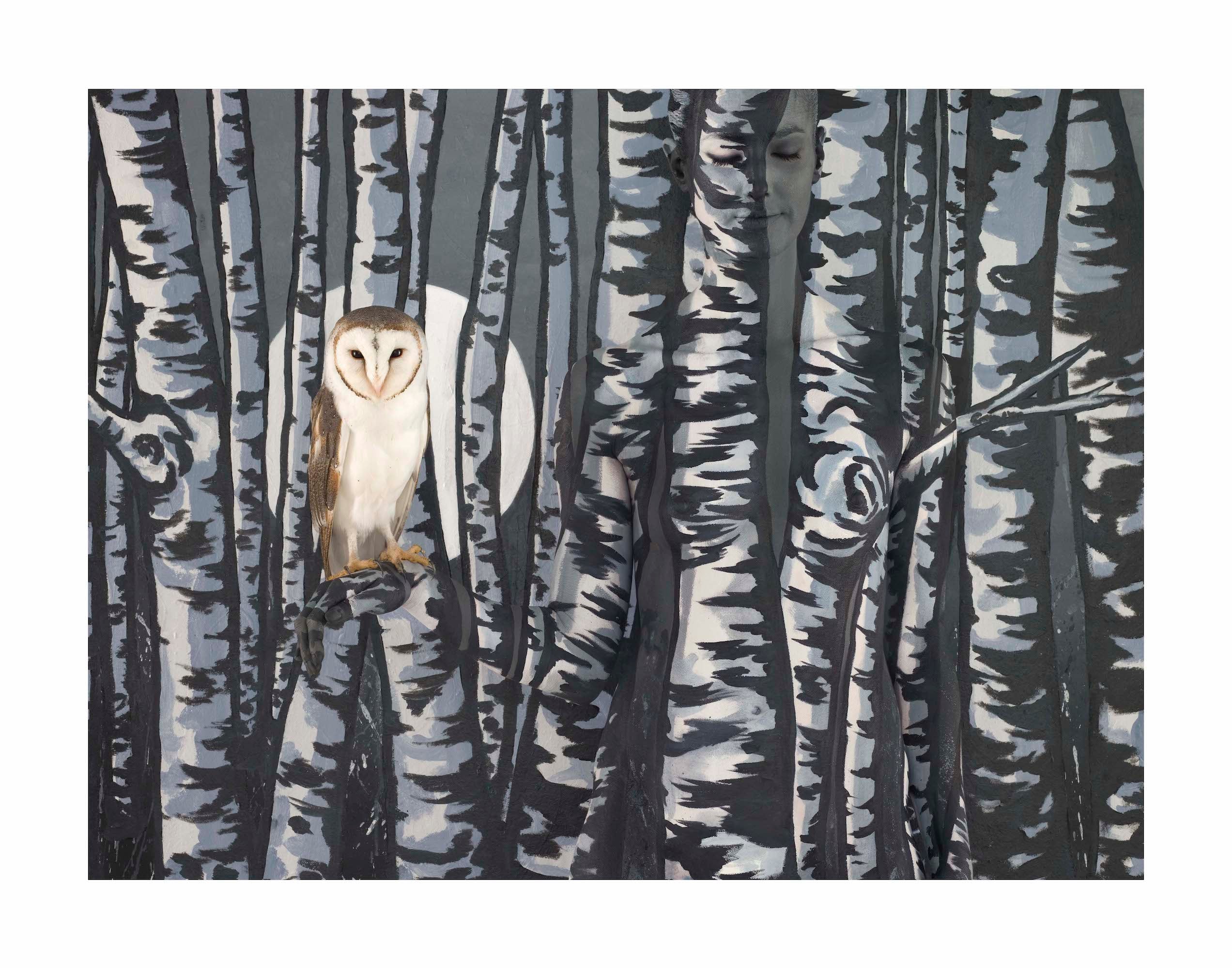 OWL IN BIRCH TREES